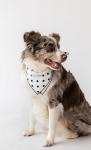 Alto Modas Buddy Dog Bandana Dog Clothes