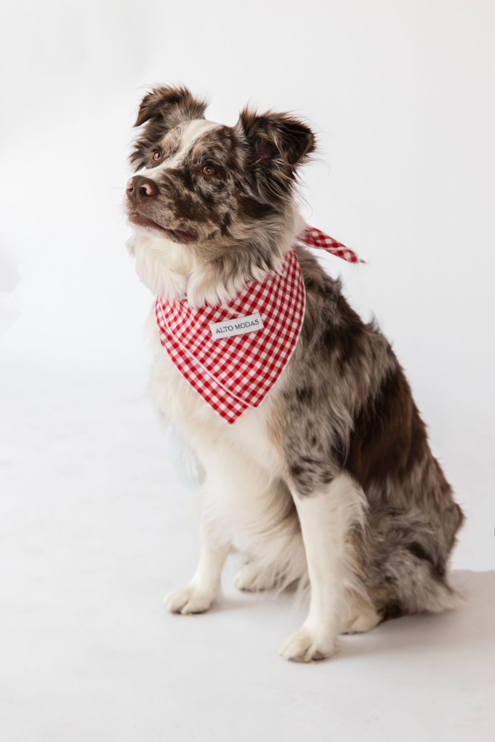 Alto Modas Buddy Dog Bandana Dog Clothes