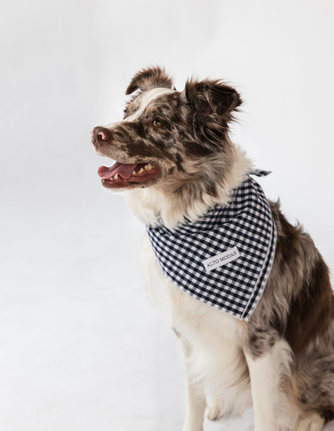Alto Modas Buddy Dog Bandana Dog Clothes
