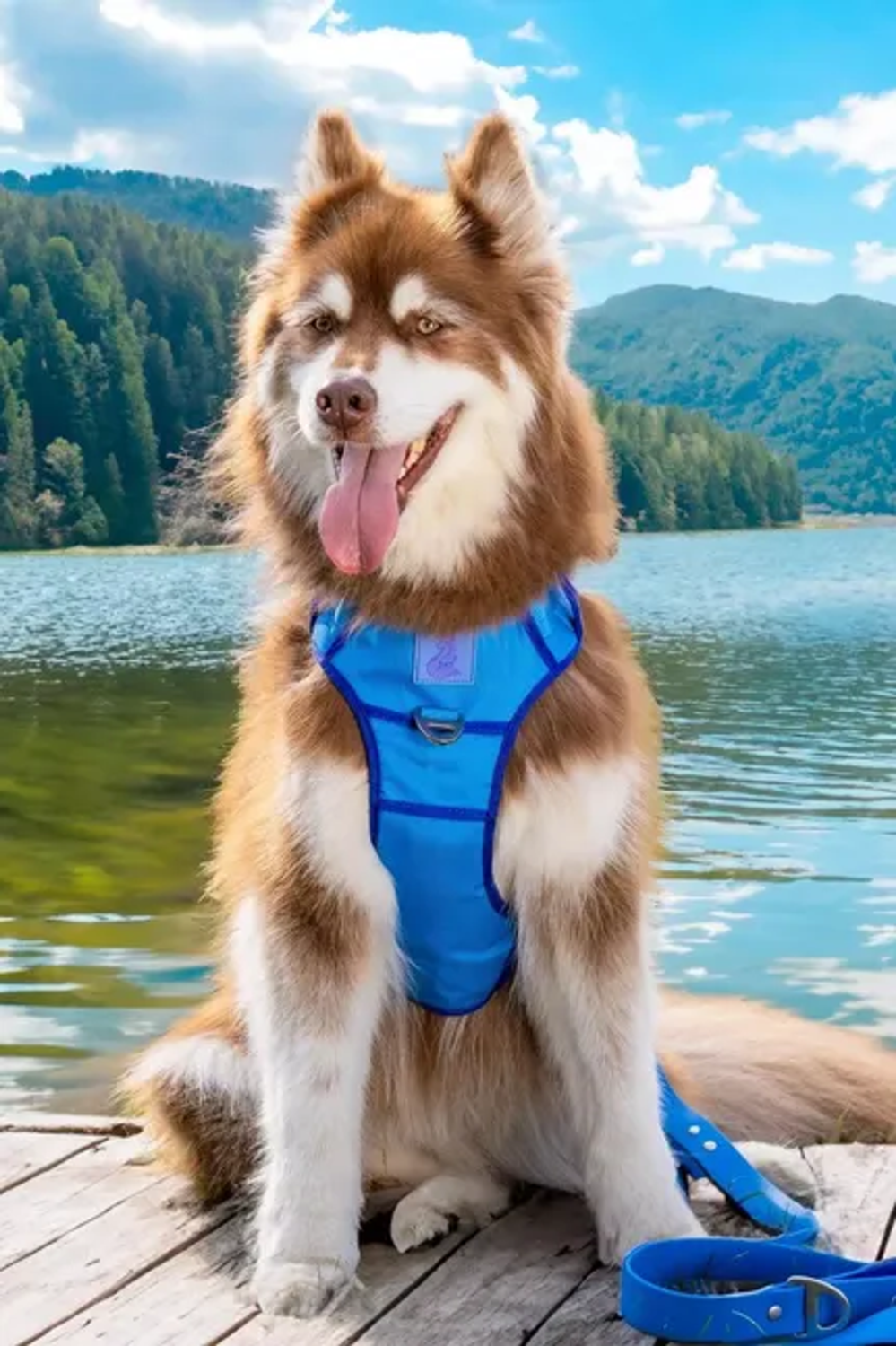 Aria the Fox LLC Dockside Adventures Ultimate Harness Dog Harnesses