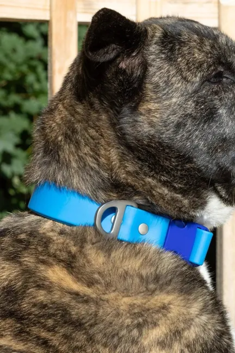 Aria the Fox LLC Dockside Adventures Waterproof Dog Collar Dog Collars