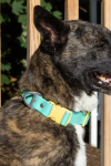 Aria the Fox LLC Island Vibes Waterproof Dog Collar Dog Collars