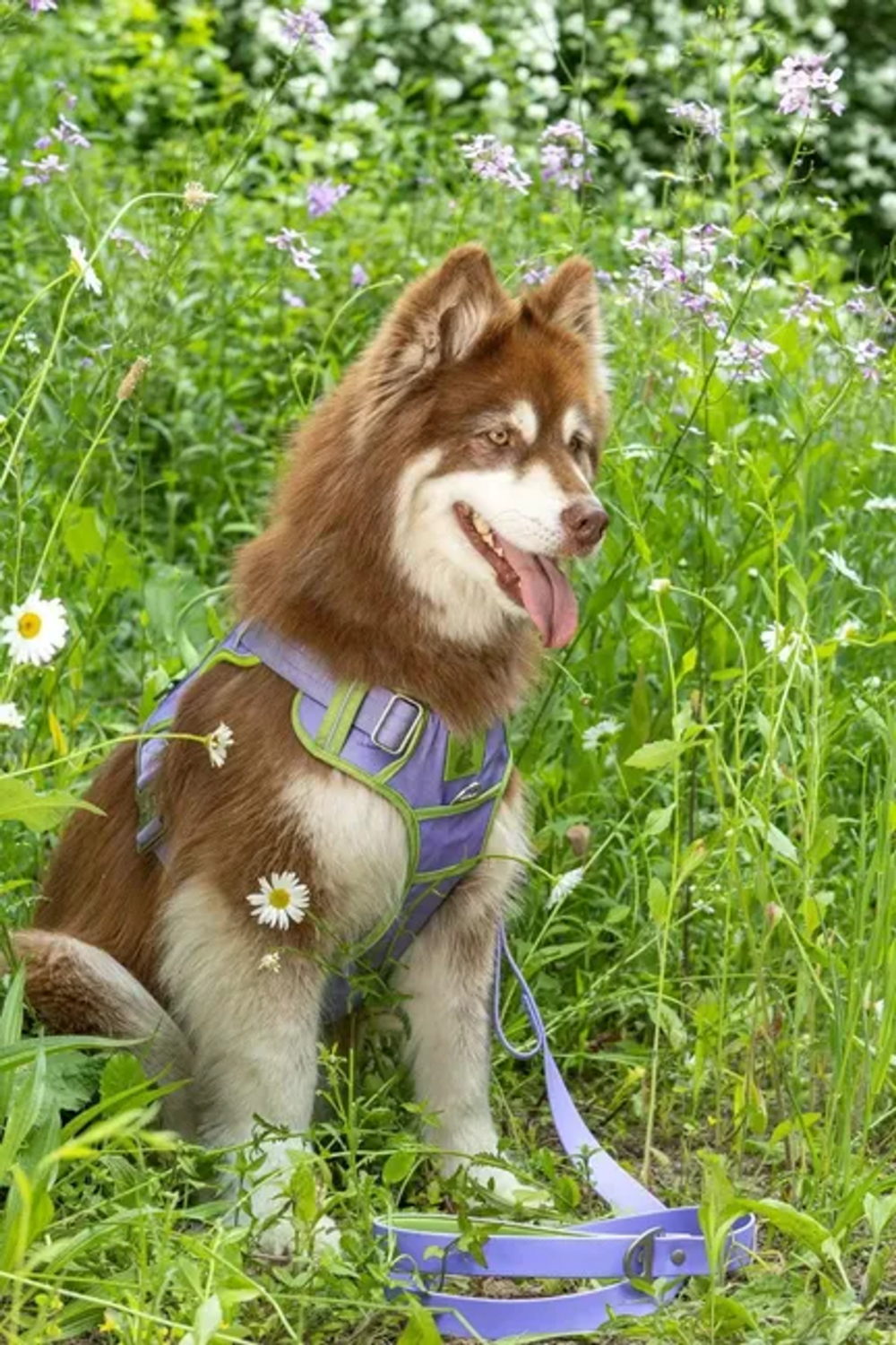 Aria the Fox LLC Lavender Garden Ultimate Dog Harness Dog Harnesses