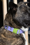 Aria the Fox LLC Lavender Garden Waterproof Dog Collar Dog Collars