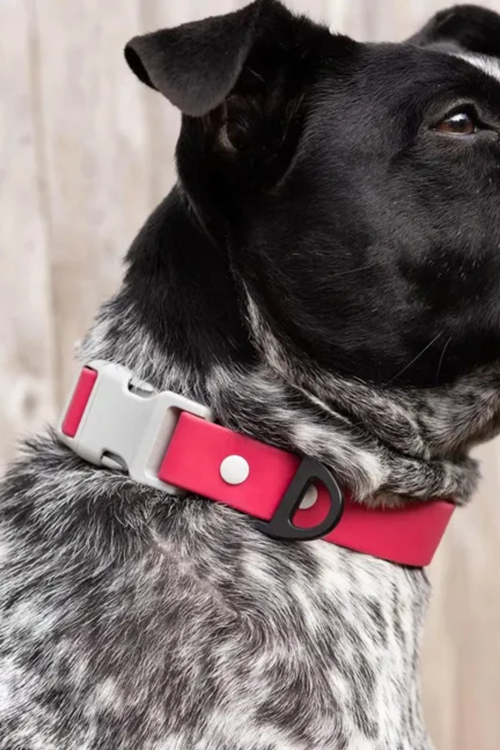 Aria the Fox LLC Red Mountain Syrah Waterproof Dog Collar Dog Collars