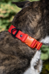 Aria the Fox LLC Dog Collars