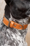 Aria the Fox LLC Dog Collars