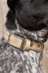 Aria the Fox LLC Champagne Fizz Vegan Leather Dog Collar Dog Collars