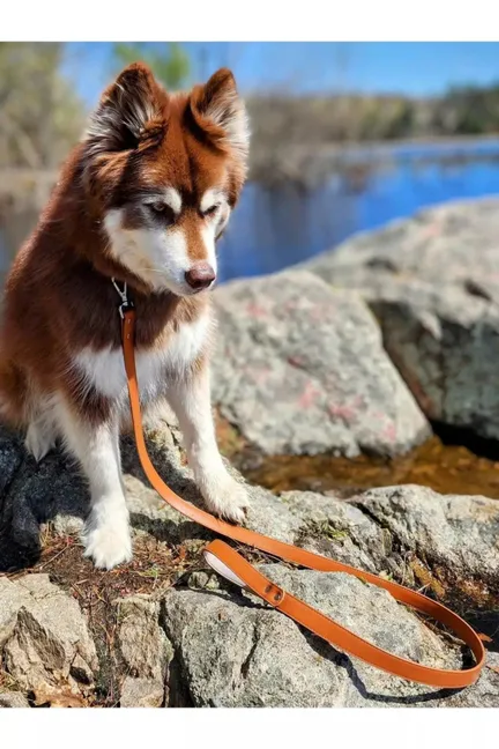 Aria the Fox LLC Sierra Sunrise Vegan Leather Dog Leash Dog Leashes