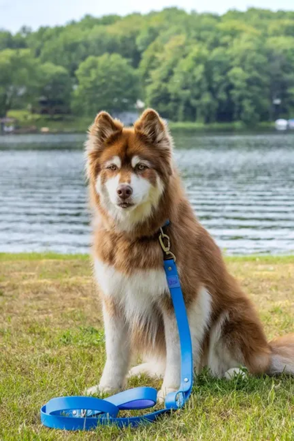 Aria the Fox LLC Dockside Adventures Waterproof Dog Leash Dog Leashes