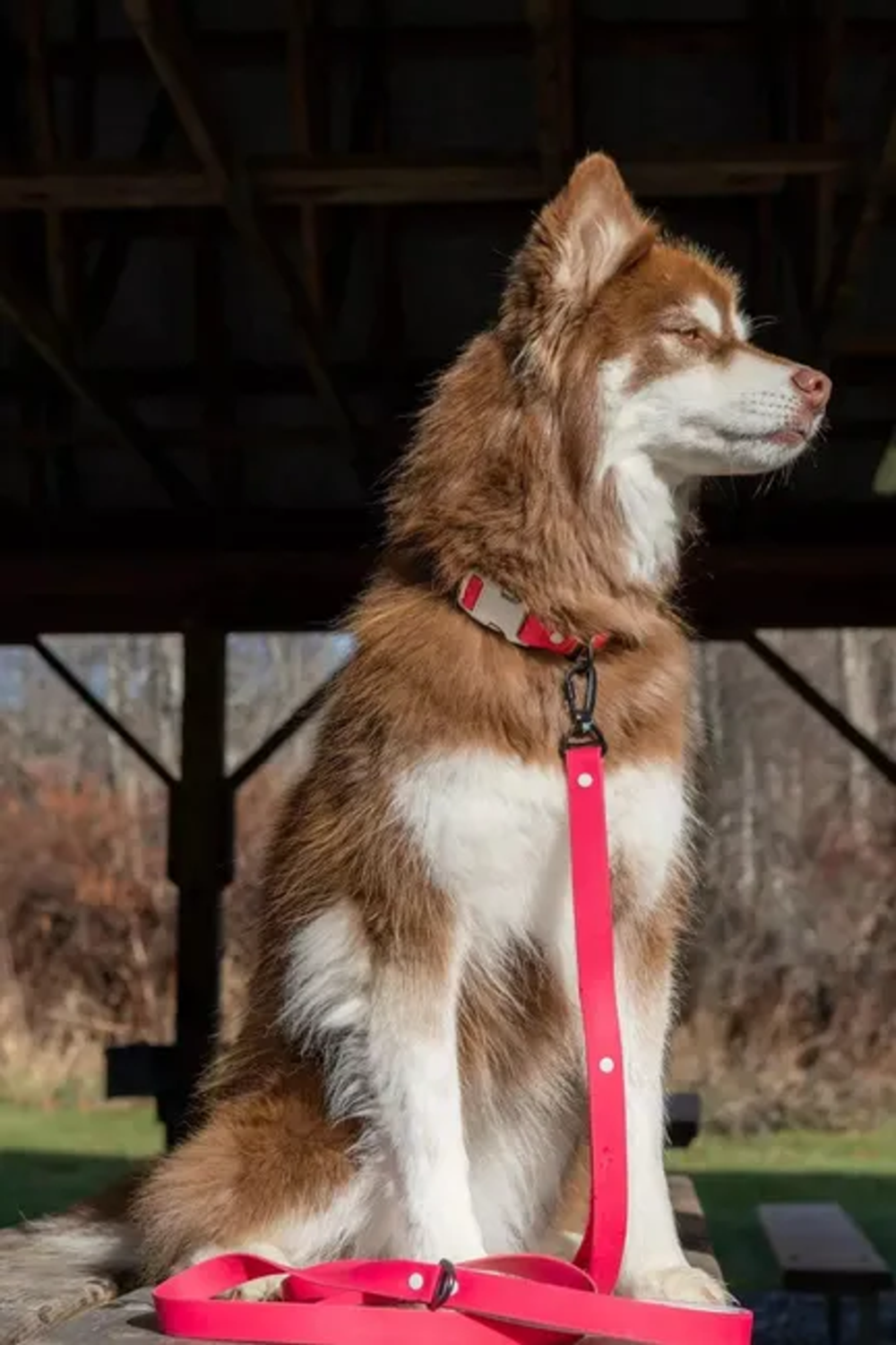 Aria the Fox LLC Red Mountain Syrah Waterproof Dog Leash Dog Leashes