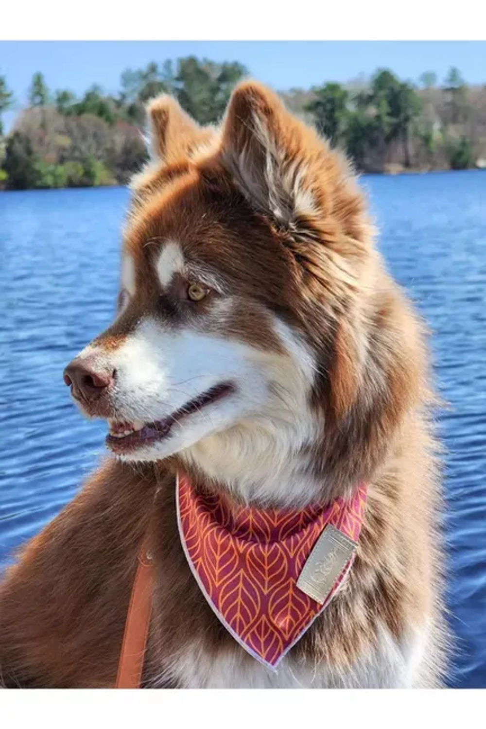 Aria the Fox LLC Twilight Trails Dog Bandana Dog Bandanas
