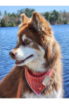 Aria the Fox LLC Dog Bandanas