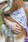 Aria the Fox LLC Dog Bandanas