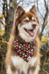 Aria the Fox LLC Dog Bandanas