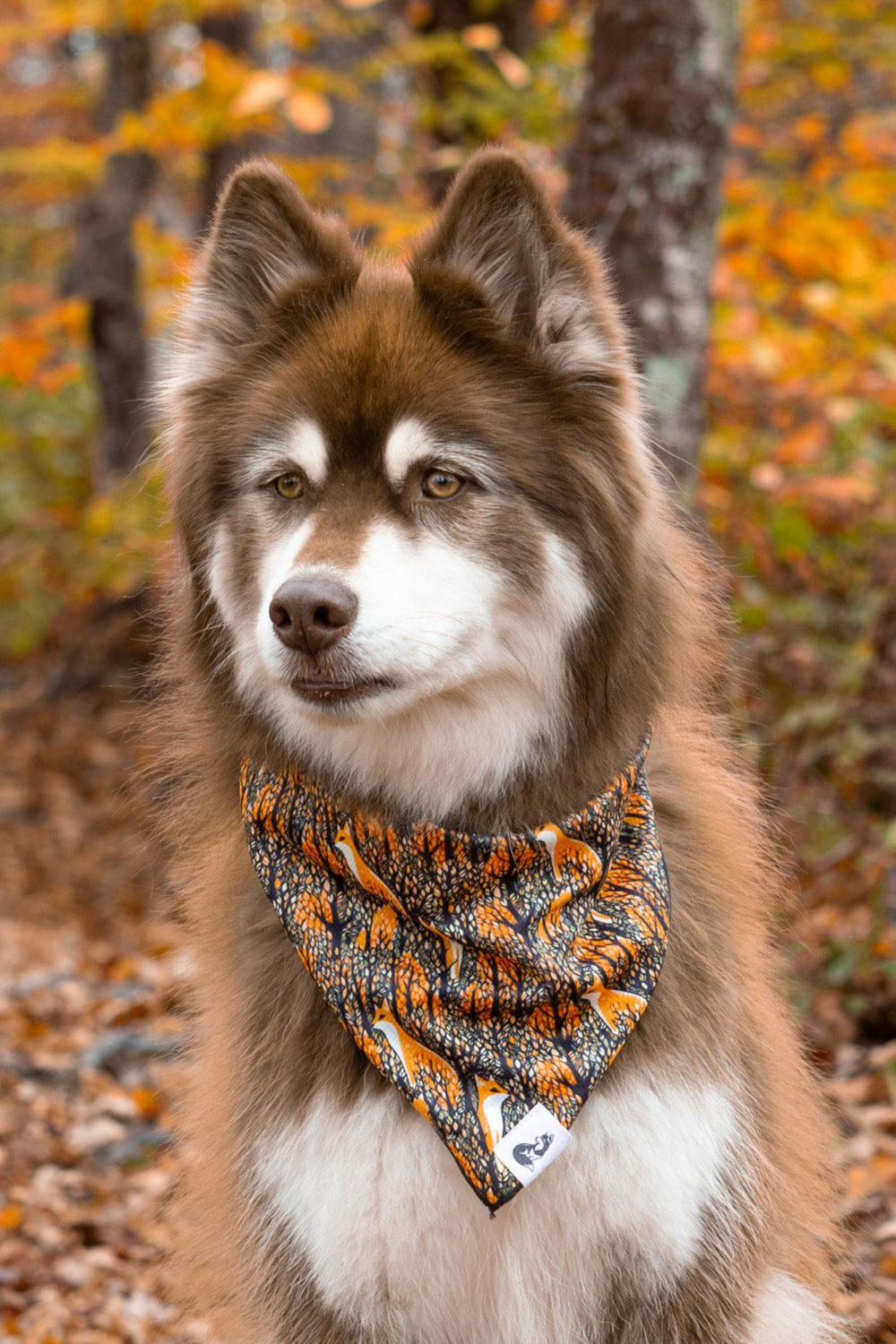 Aria the Fox LLC Foxes in Fall Dog Bandana Dog Bandanas