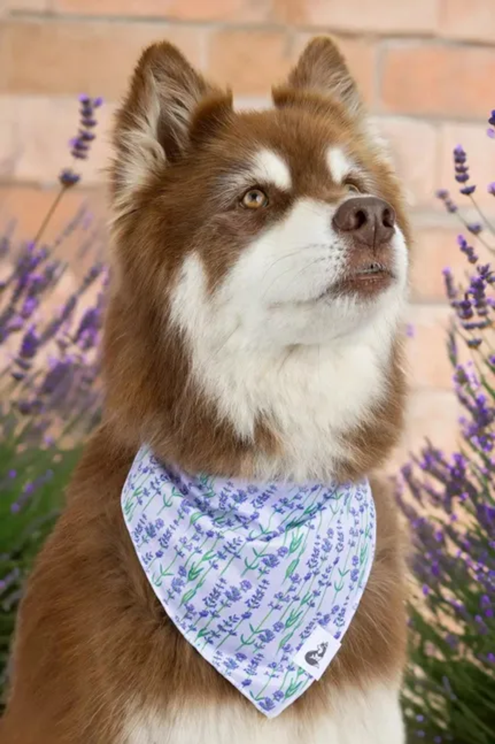 Aria the Fox LLC Lavender Blooms Dog Bandana Dog Bandanas
