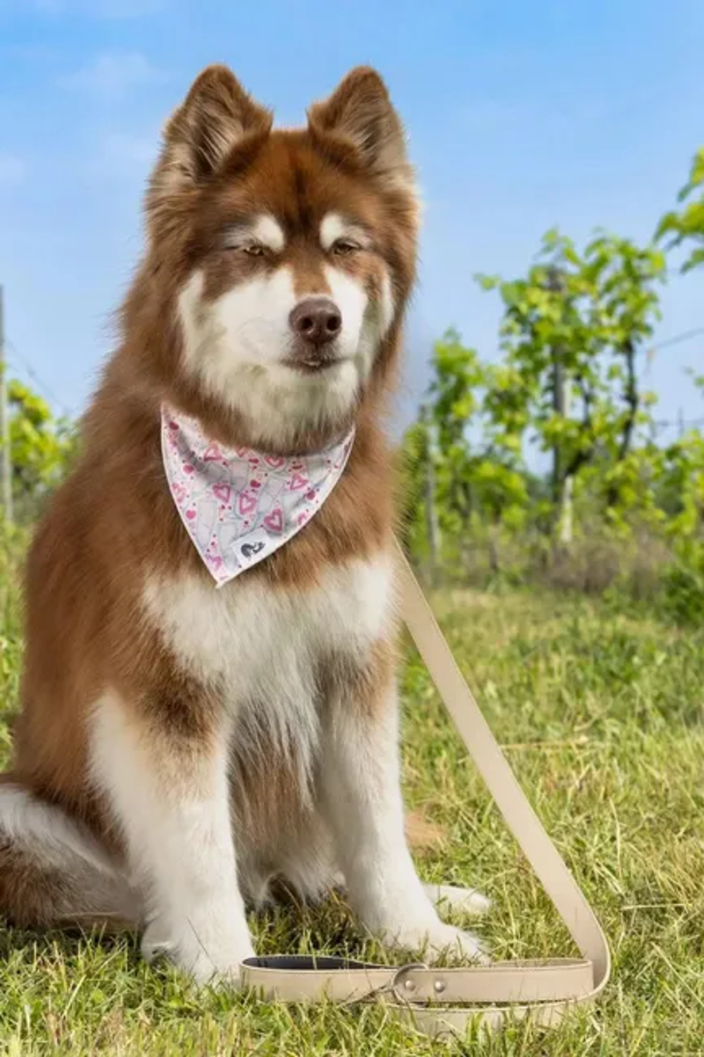 Aria the Fox LLC Cheers to Love Dog Bandana Dog Bandanas