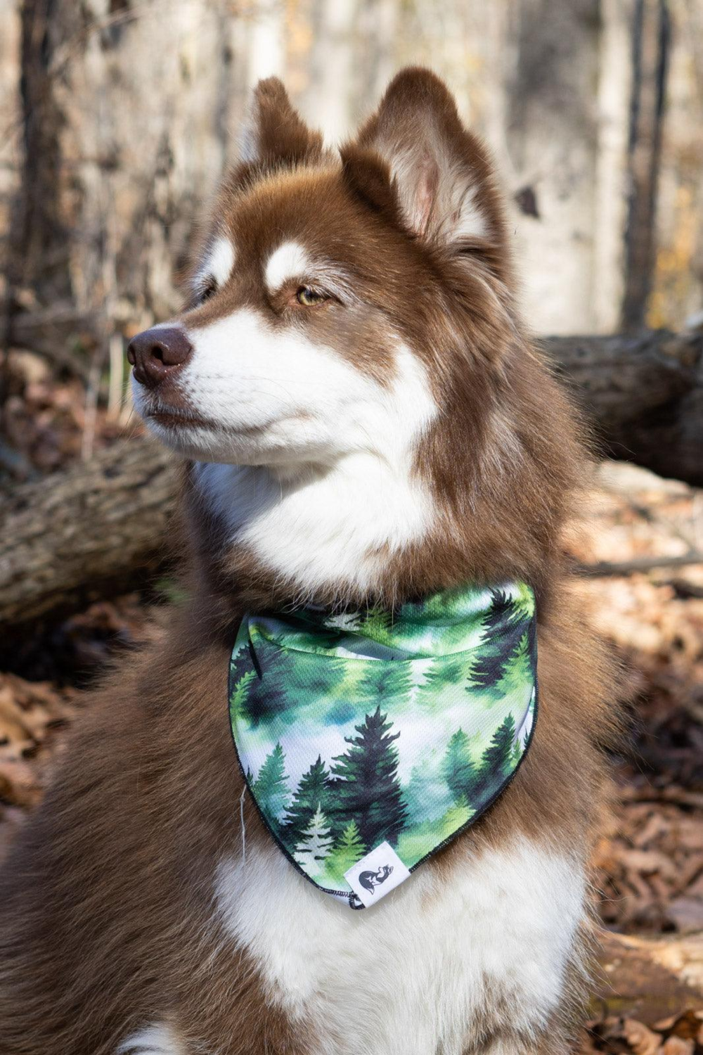 Aria the Fox LLC Evergreen Explorer Dog Bandana Dog Bandanas