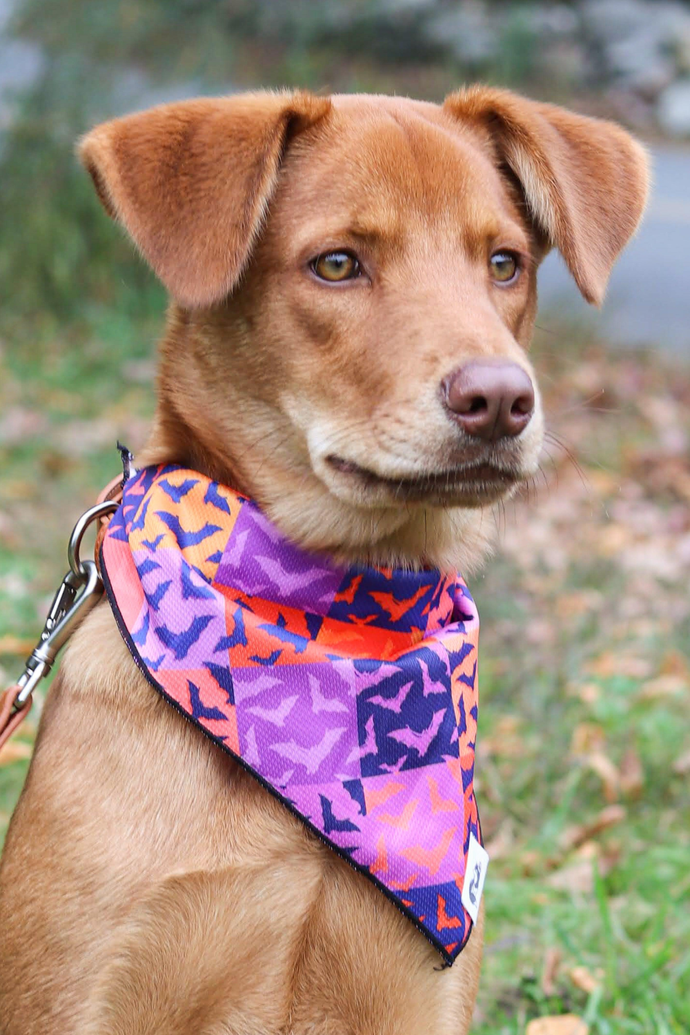 Aria the Fox LLC Spooky Bat Squares Dog Bandana Dog Bandanas