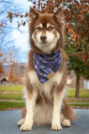 Aria the Fox LLC Dog Bandanas