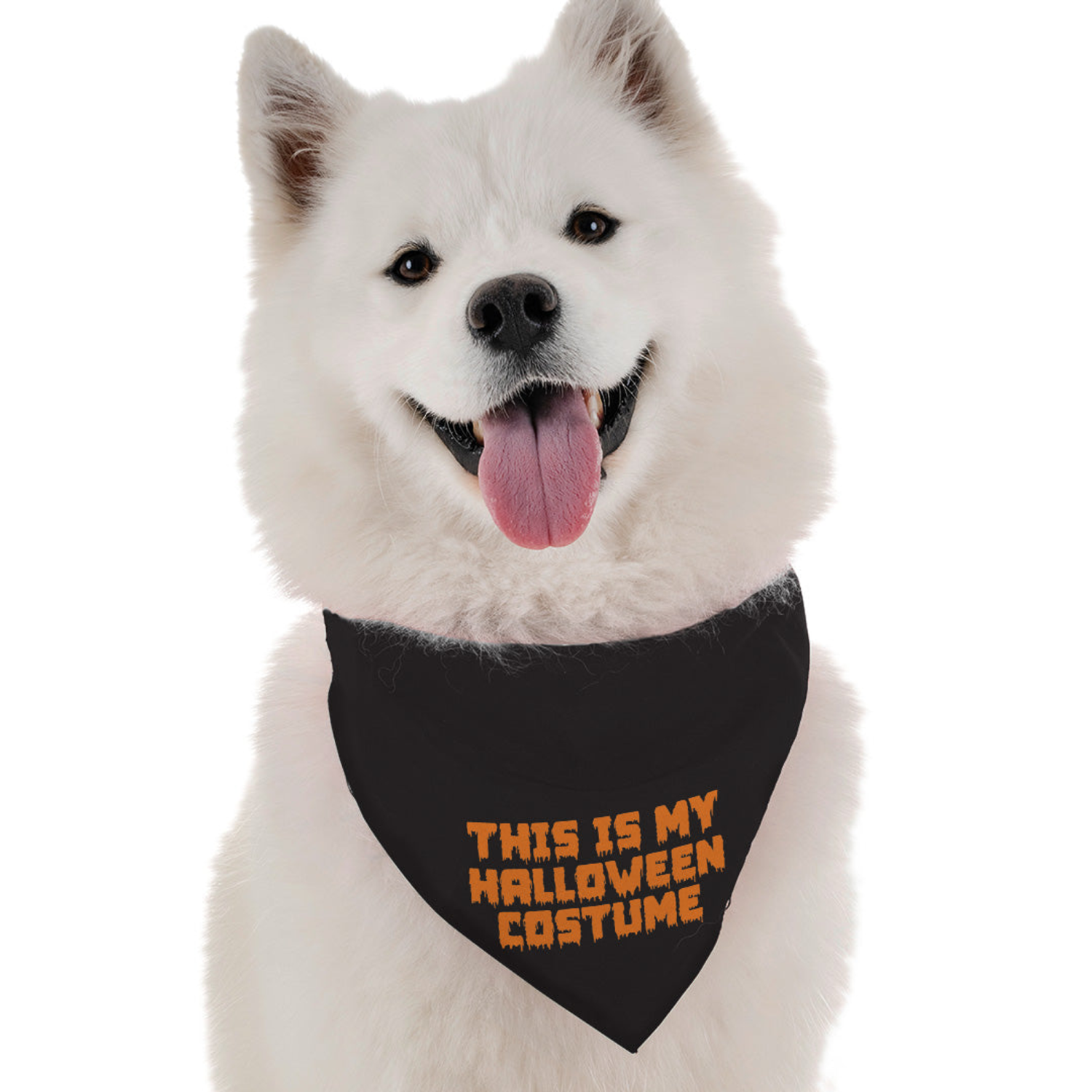 Bandoggies This is My Halloween Costume Dog Bandanas