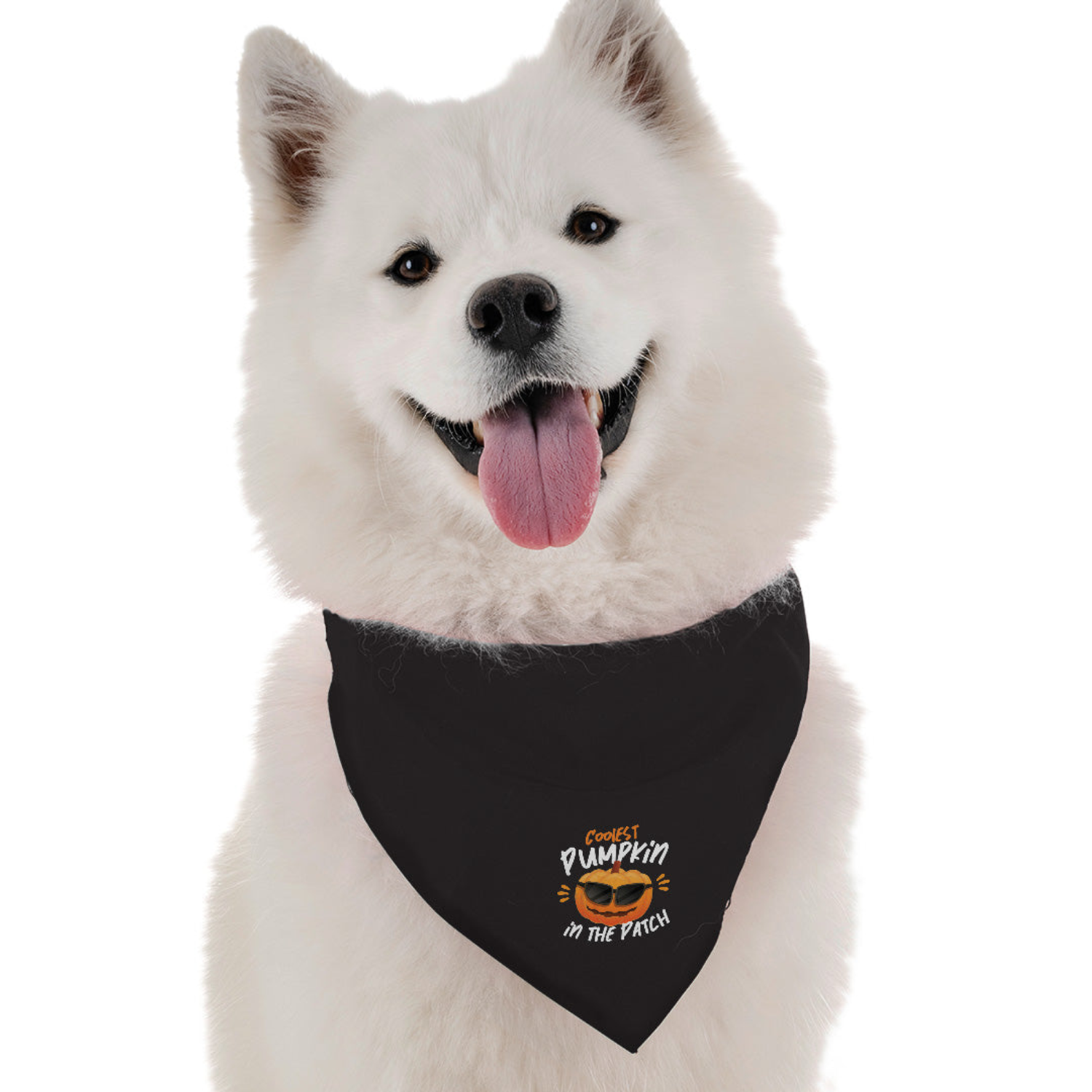 Bandoggies The Coolest Pumpkin Dog Bandanas