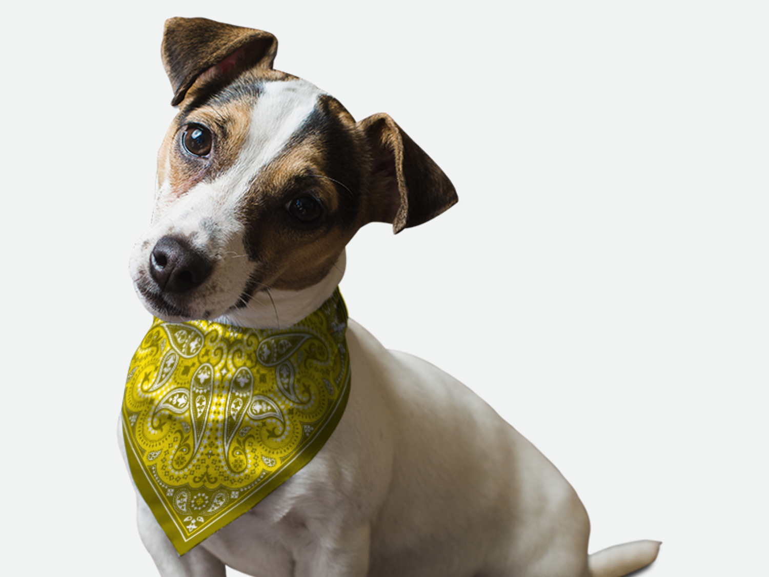 Bandoggies Yellow Paisley Dog Bandanas