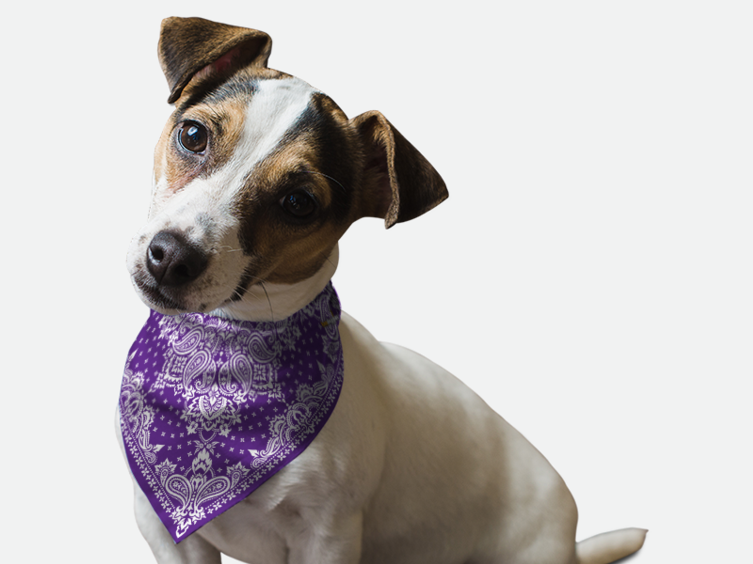 Bandoggies Violet Paisley Dog Bandanas