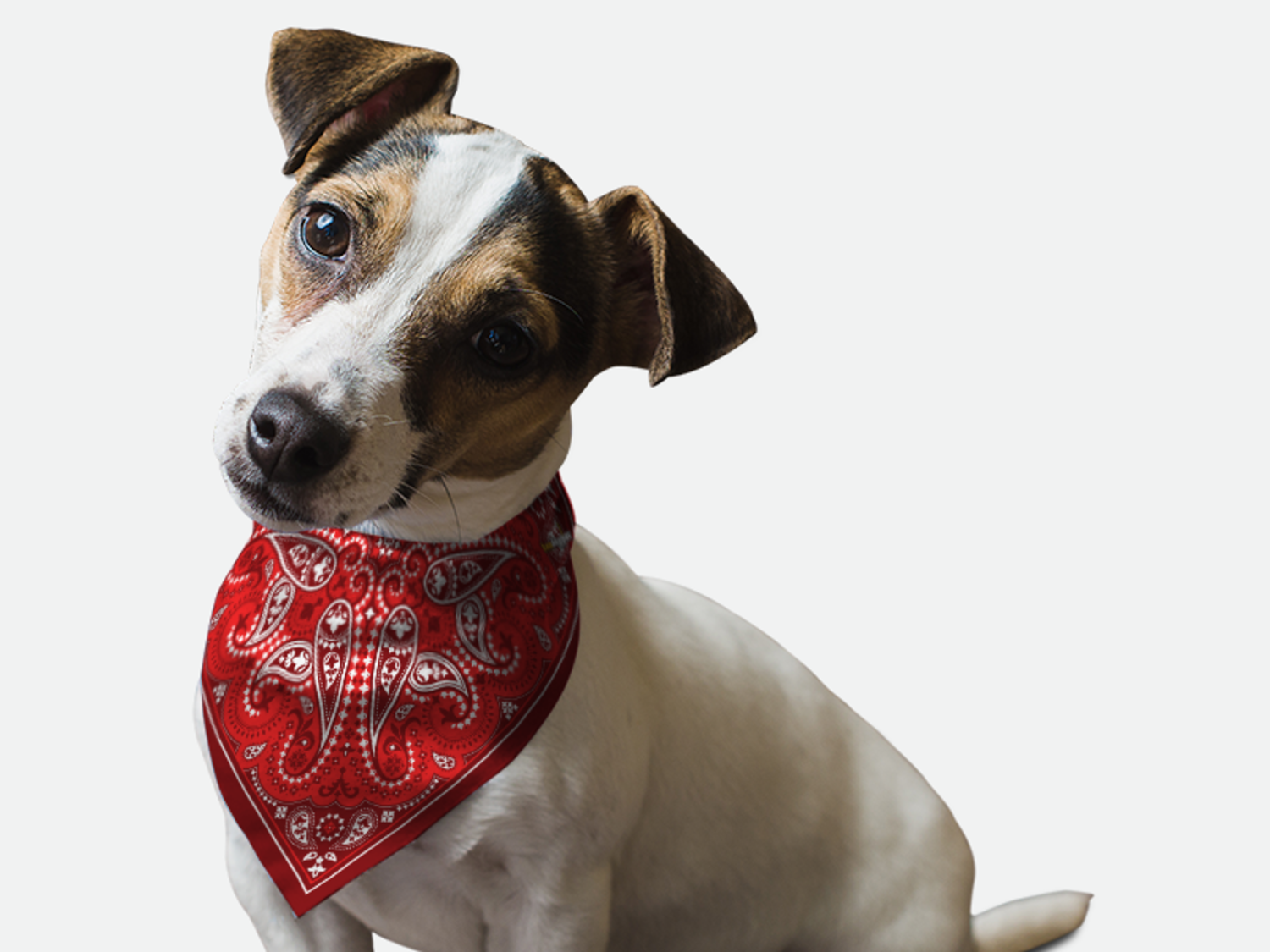 Bandoggies Red Paisley Dog Bandanas