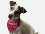 Bandoggies Pink Paisley Dog Bandanas