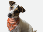Bandoggies Dog Bandanas