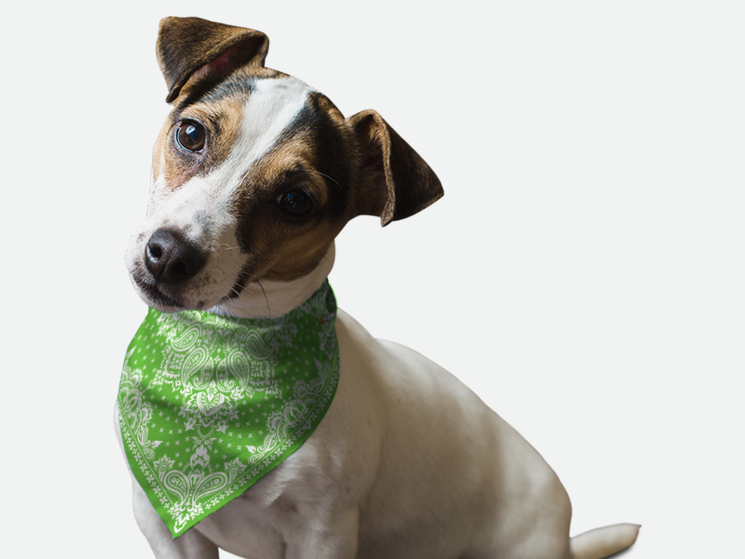 Bandoggies Kelly Green Paisley Dog Bandanas