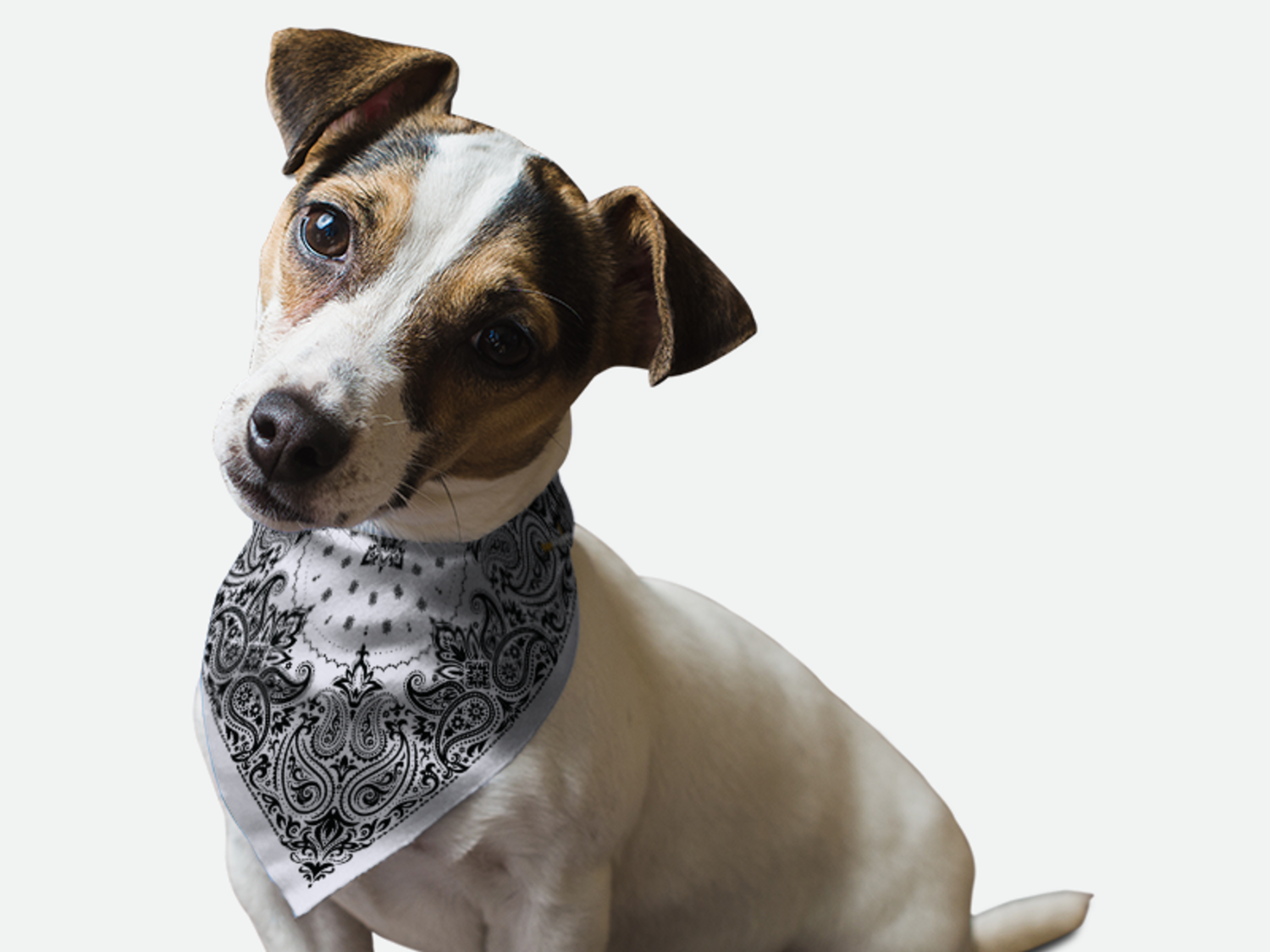 Bandoggies Grey Paisley Dog Bandanas