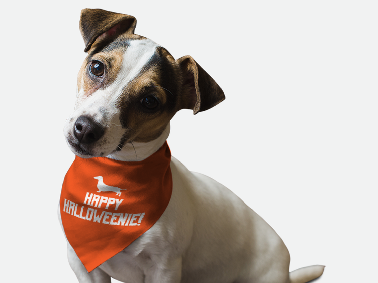 Bandoggies Happy Halloweenie! Dog Bandanas