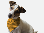 Bandoggies Dog Bandanas