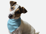 Bandoggies Dog Bandanas