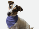 Bandoggies Dog Bandanas