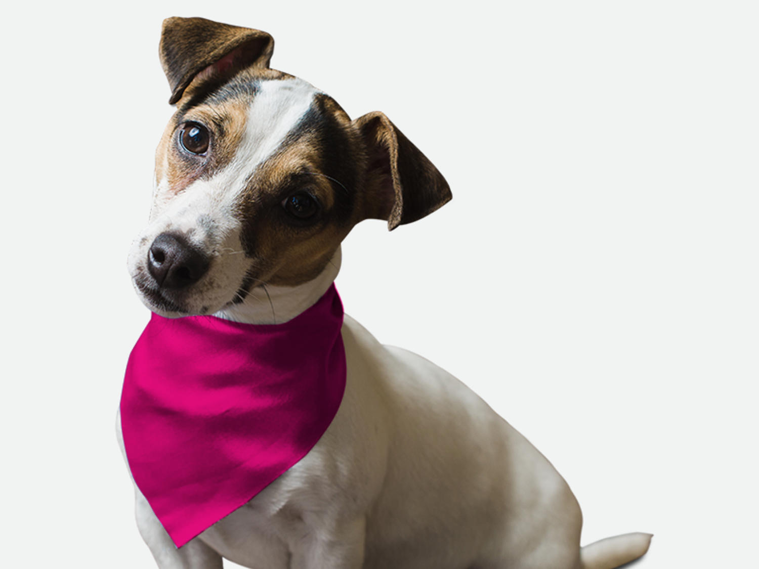 Bandoggies Neon Frisbee Pink Dog Bandanas
