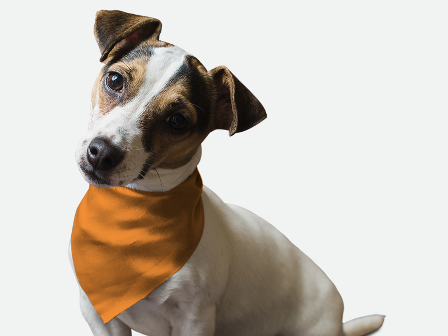 Bandoggies Florida Orange Dog Bandanas