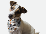 Bandoggies Dog Bandanas
