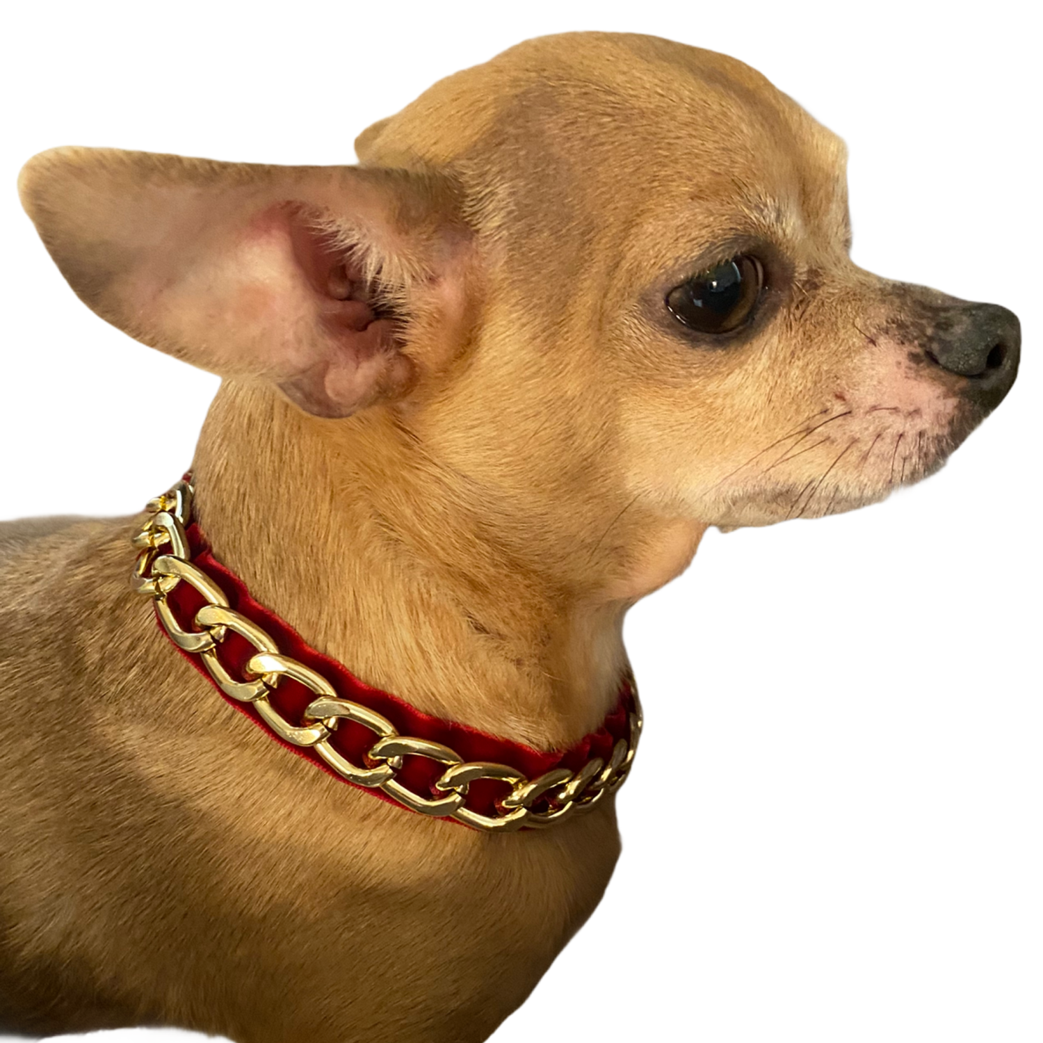 Bark Fifth Avenue Gold Chain Velvet Collar Dog Collars