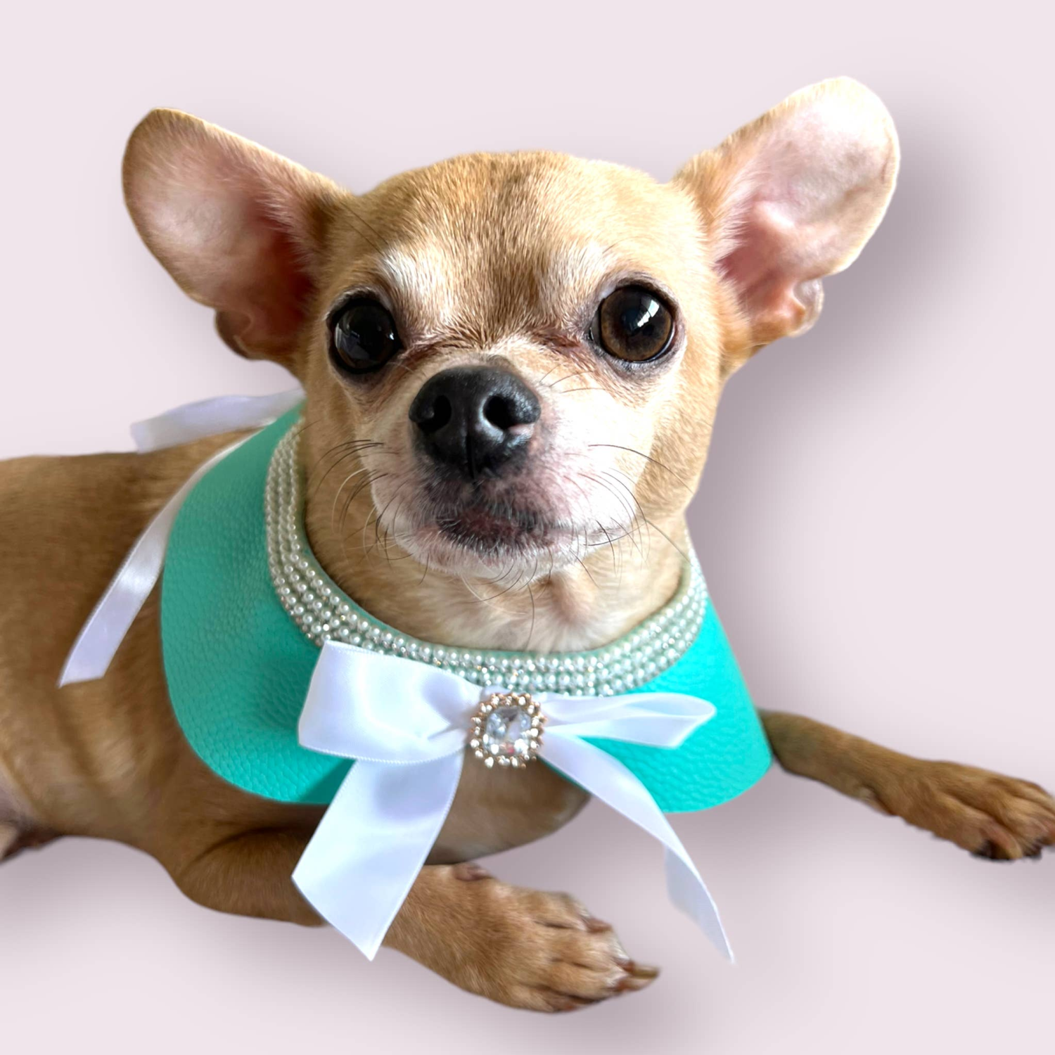 Bark Fifth Avenue Sniffany Blue Neck Collar- Dog Neck Collar Dog Collars