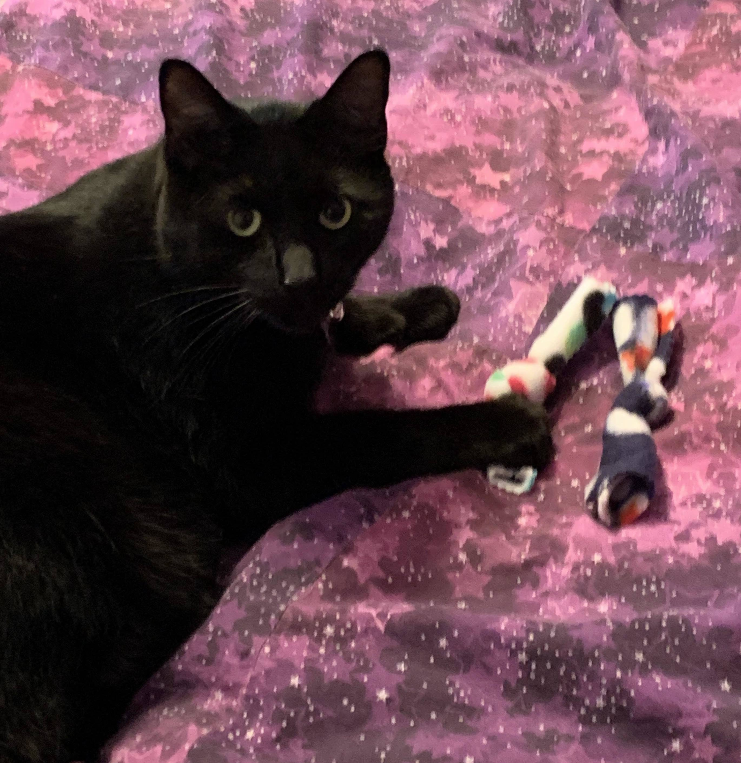 Cat Scratcher Guy Catnip BowTies Cat Scratchers