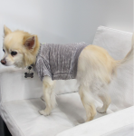 Coin 1804 Dog Clothes