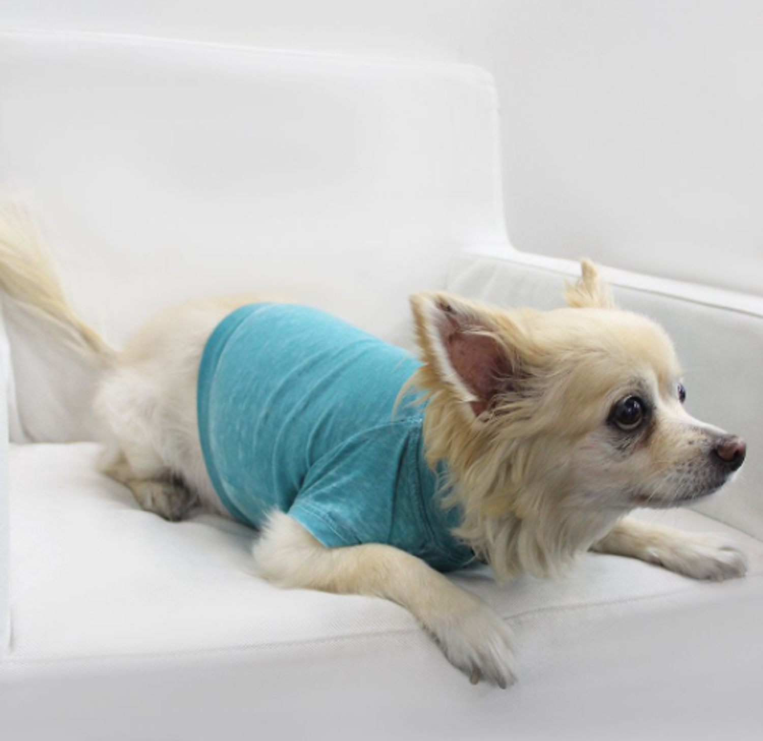 Coin 1804 Doggy Tee Dog Clothes