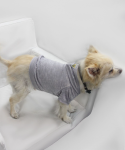Coin 1804 Dog Clothes