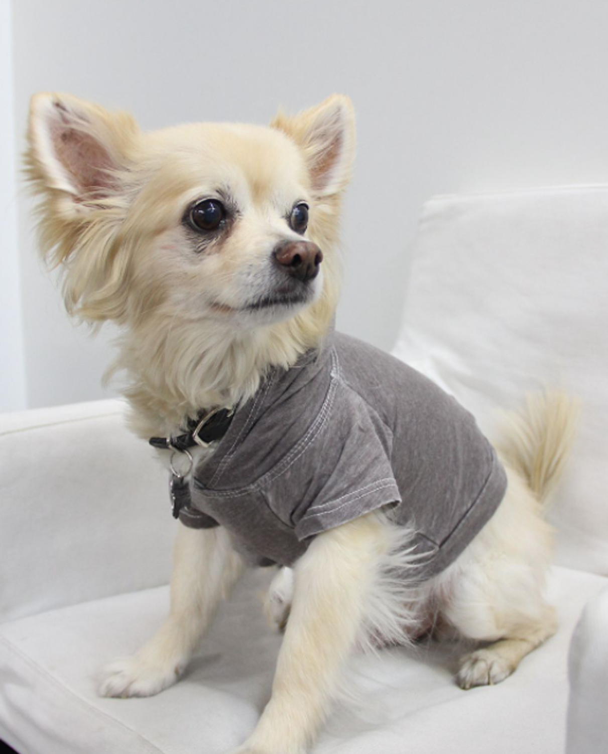 Coin 1804 Doggy Hoodie Dog Clothes