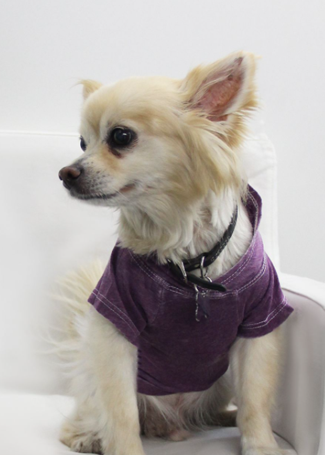 Coin 1804 Doggy Hoodie Dog Clothes