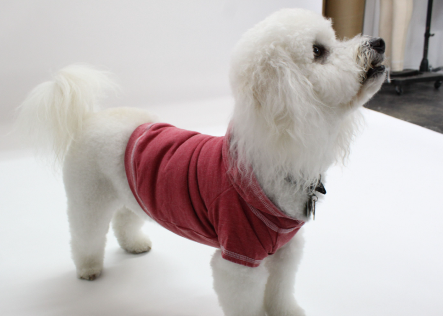 Coin 1804 Doggy Hoodie French Terry Dog Clothes